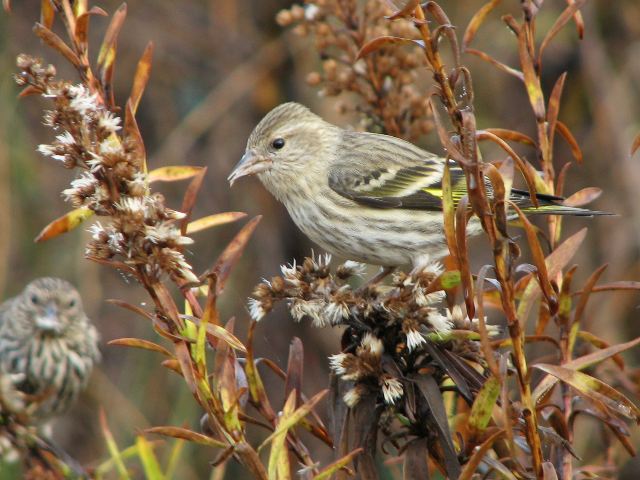 Pine Siskins